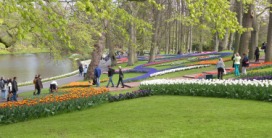 2014-04-17 Holland Tulips 61.jpg